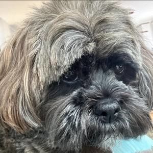 Meet your Posher, Gail